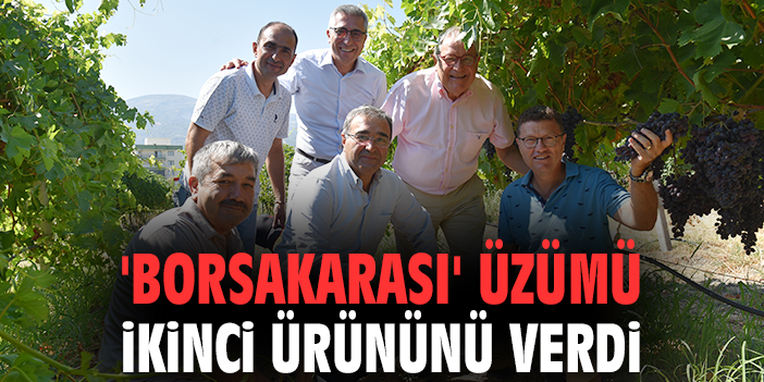 Borsakarası Üzümü Yeni Hasatla Tanıtıldı