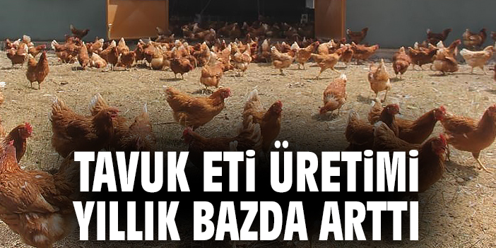 Tavuk Üretiminde Temmuz Rekoru: Artış Sürekli!