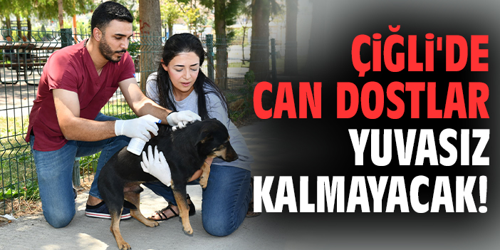 Çiğli’de Sokak Hayvanları için Yeni Bir Yuvalanma Projesi