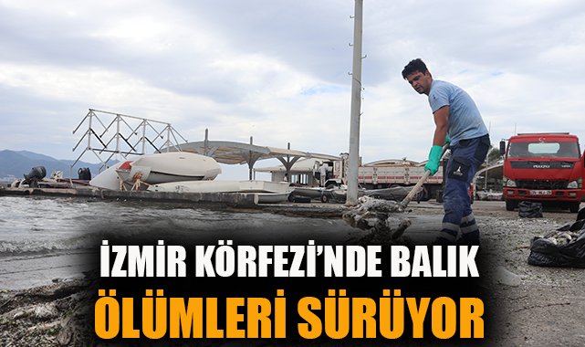 İzmir’de Ölü Balık Krizi: Kıyıları Kötü Koku Sarıyor