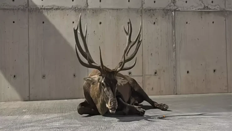 Yaralı Kızılgeyik Tedavi Altında Sağlığına Kavuşuyor