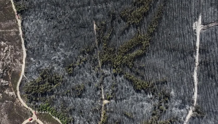 Foça’daki Yangın: 340 Hektar Orman Küle Döndü
