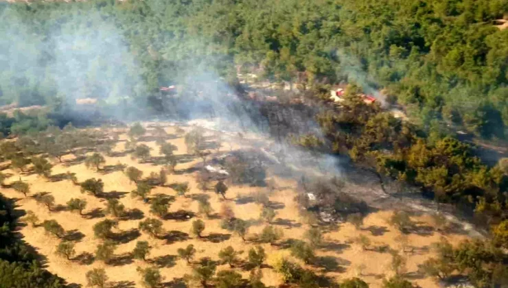 İzmir’de Ziraat Arazisinde Yangın: Müdahale Başladı!