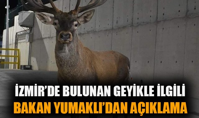 Yaralı Kızılgeyik, Fabrikada Hayat Buldu!