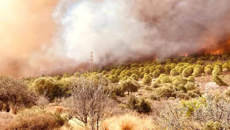 Foça’da Orman Yangınına Hızla Müdahale Ediliyor!
