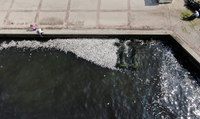 İzmir Körfezi’nde Balık Ölümleri Dünya Rekoru!