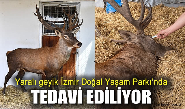 Yaralı Kızıl Geyik Tedavi Ediliyor: Zorlu Operasyon