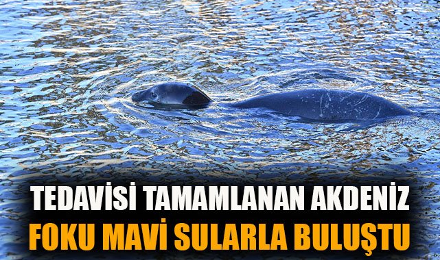 Bitkin Akdeniz Foku Zeytin Sağlığına Kavuştu!