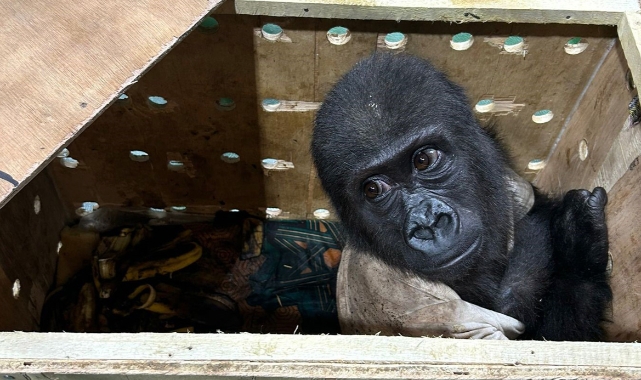 İstanbul’da Kaçak Goril Yavrusuna İsim Aranıyor!