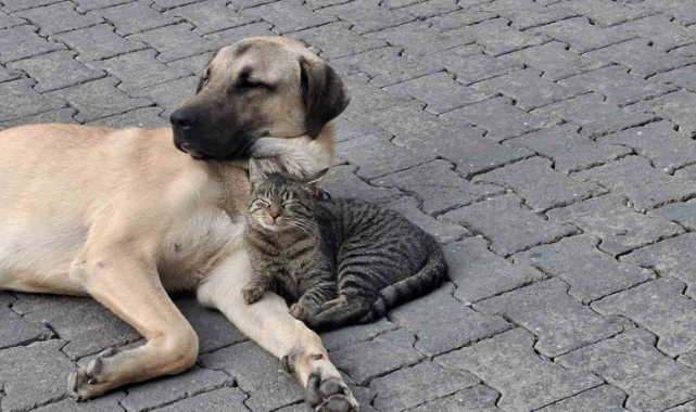 Evcil Hayvanların Kimliklendirme Süresi Uzatıldı!