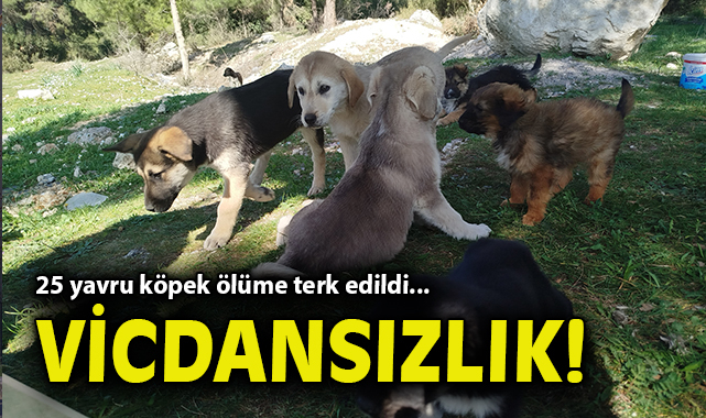 Gaziemir’de Terkedilen 25 Yavru Köpeğe Yardım Çağrısı