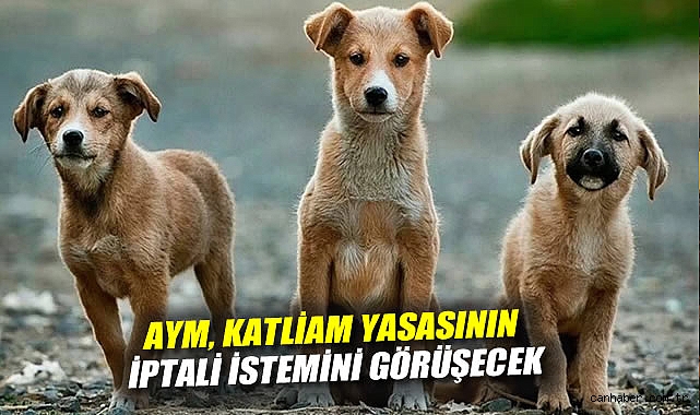 AYM, Sokak Hayvanları Yasasını Görüşecek!