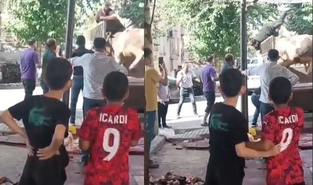 Boğa Saldırısı: Kasap Yaralandı, Kaçanlar Yakalandı