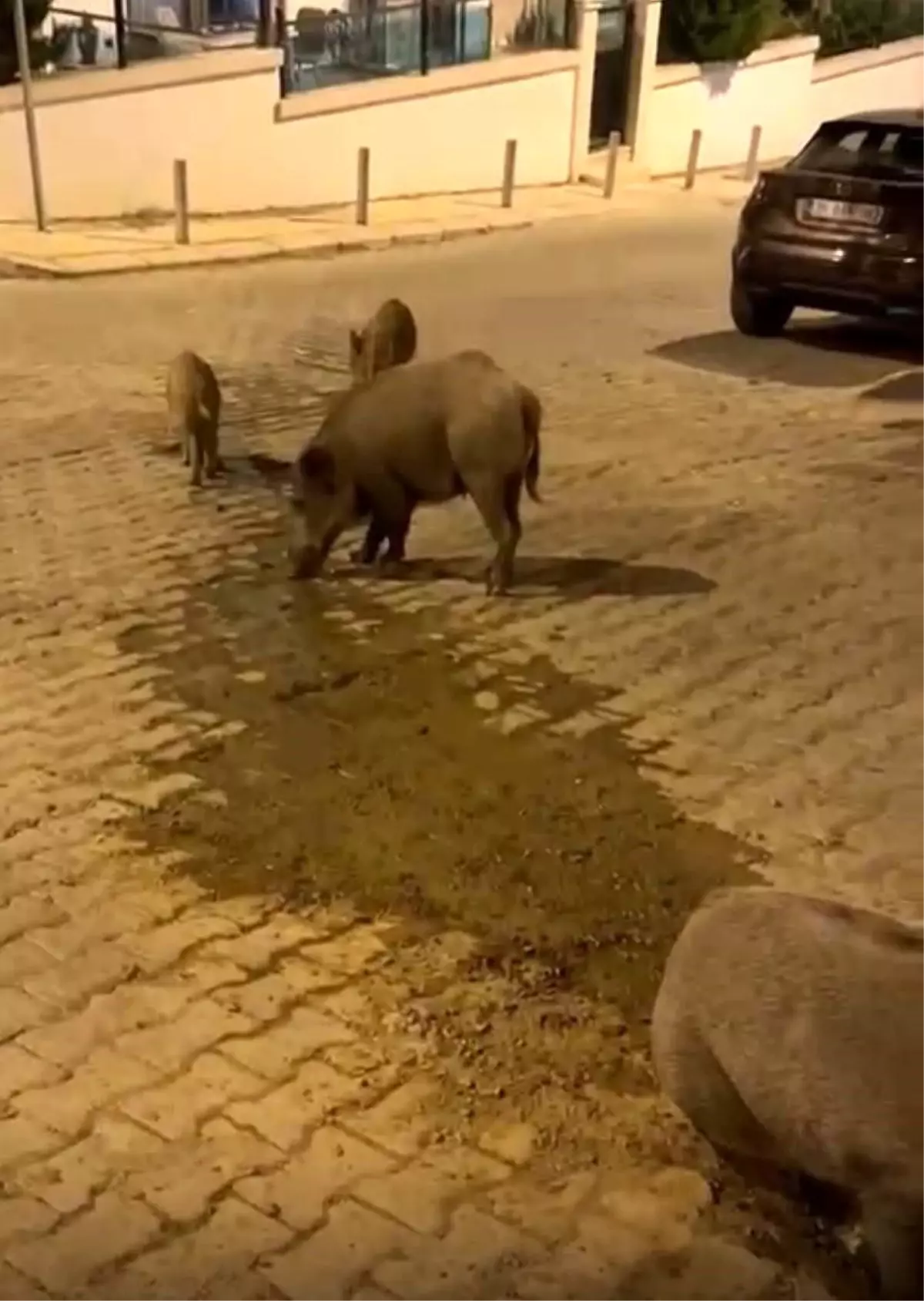 İzmir’de Su Arızası Yaban Domuzlarını Çekti