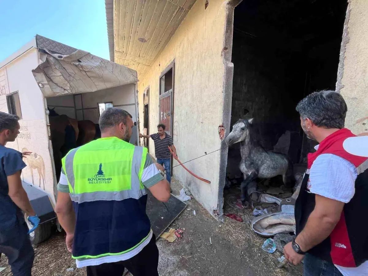 İzmir’de aç bırakılan 3 at kurtarıldı!