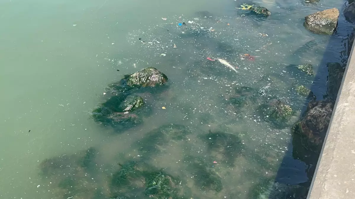 İzmir Körfezi’nde Kirlilik ve Balık Ölümleri!