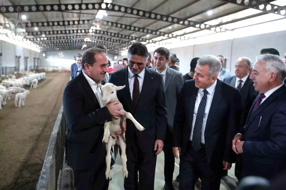 Aliağa’da Damızlık Koyun Dağıtımıyla Hayvancılık Destanı!