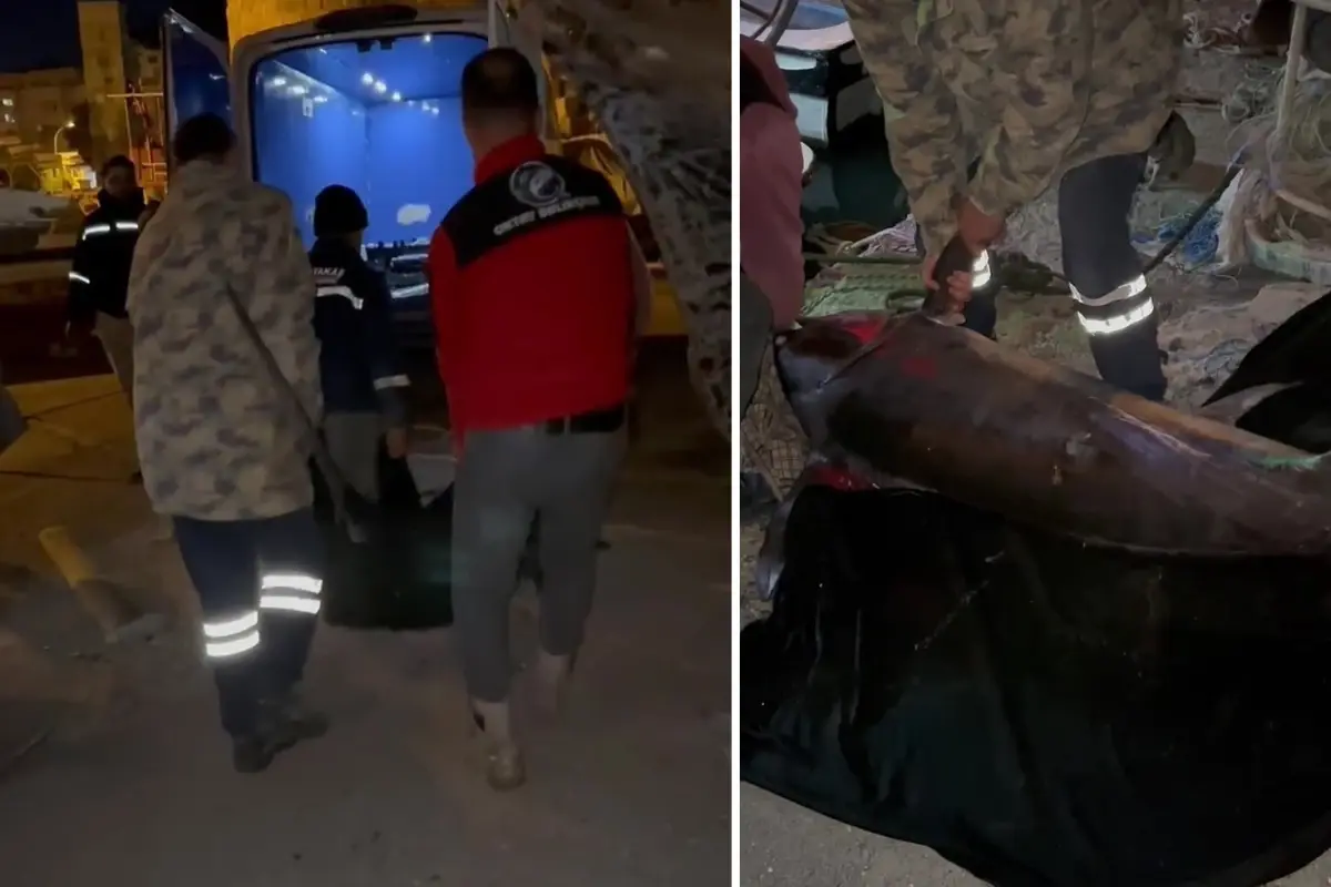 Dev Kılıç Balığı Avı: 2,5 Saatlik Mücadele!