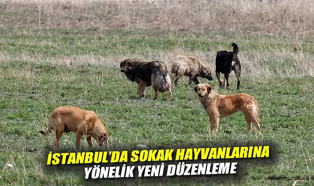 İstanbul’da Sokak Köpeklerine Besleme Yasağı!