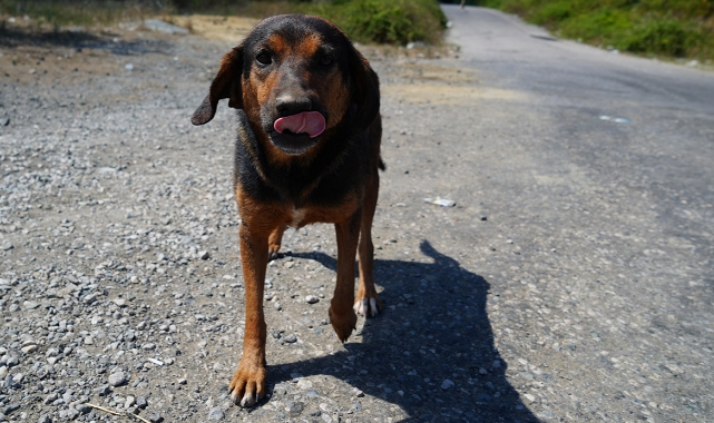 İstanbul’da Sahipsiz Hayvanlara Yeni Düzenlemeler!