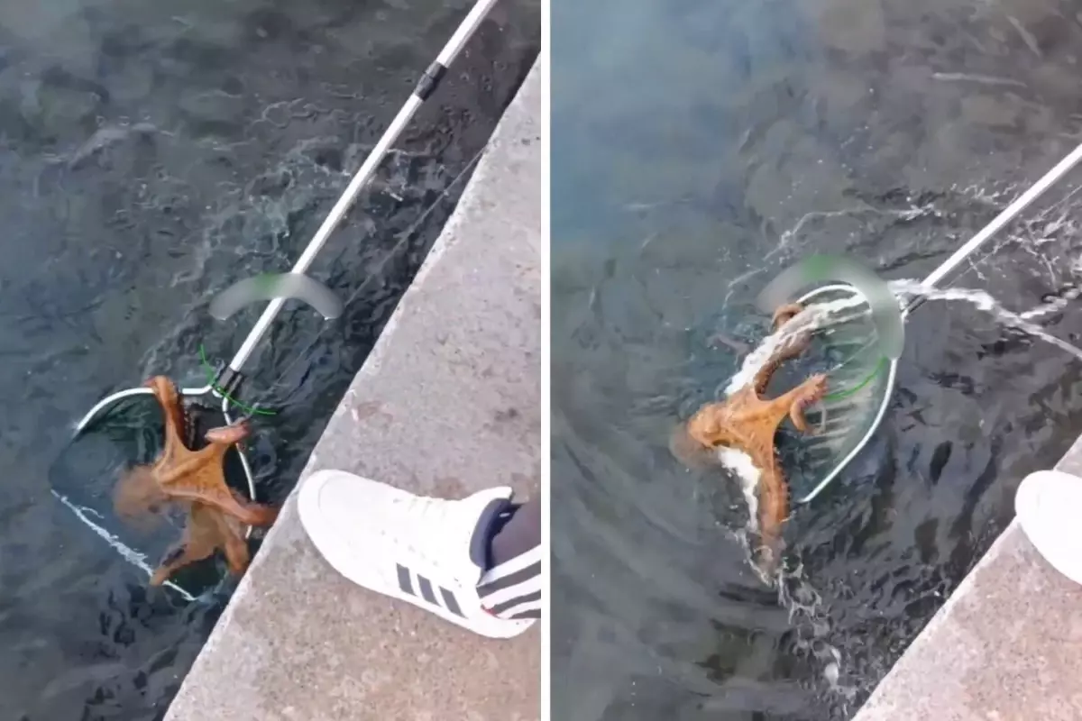 Aliağa’da Dev Ahtapot Şaşkınlık Yarattı!