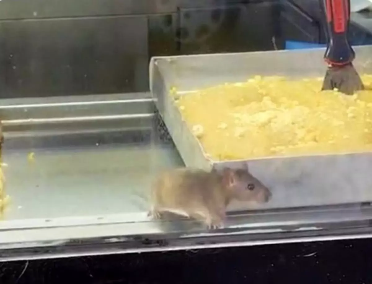 İzmir’de Fareli Börekçiye Zabıta Baskını!