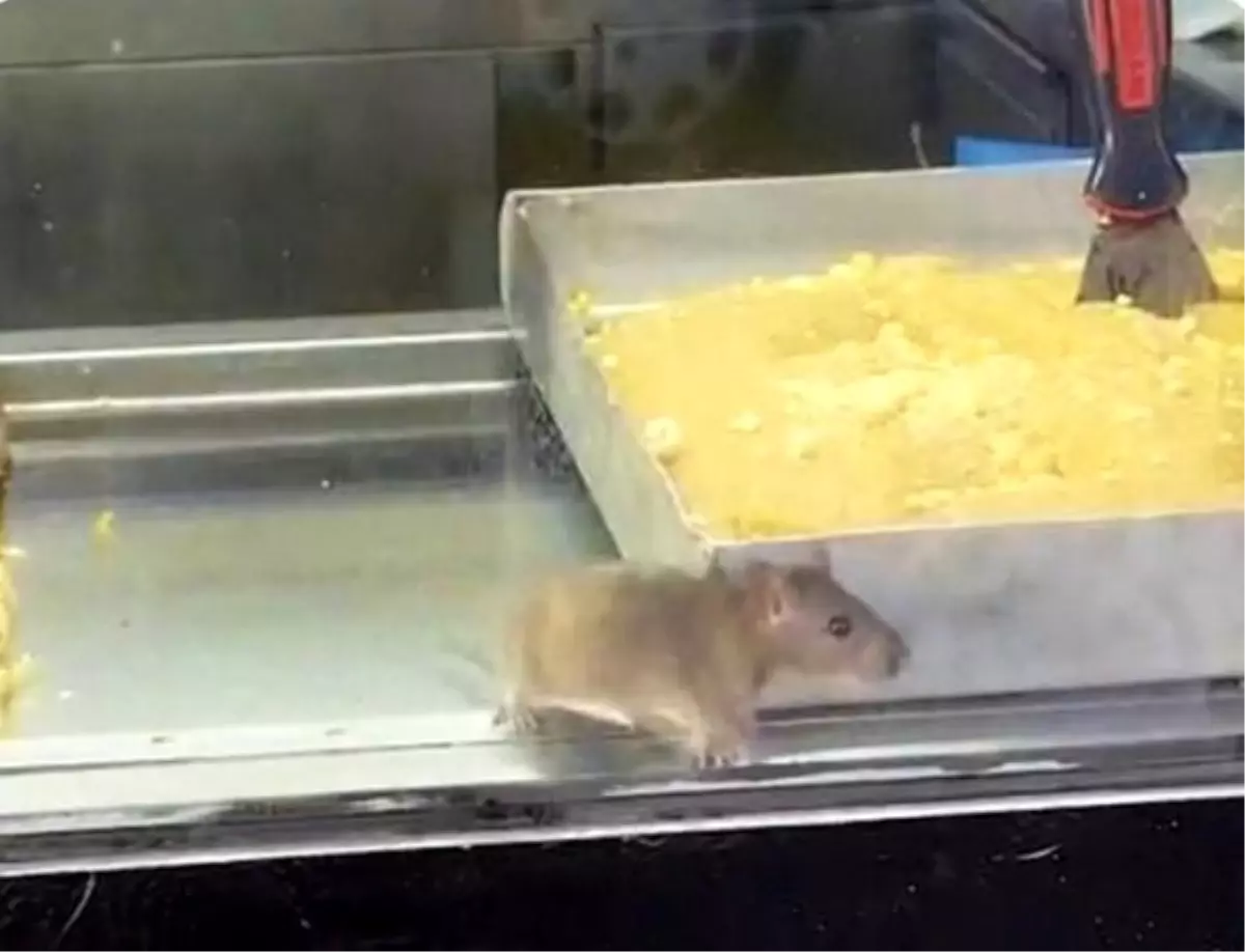 Buca’daki Börekçideki Fare Skandalı Şoke Etti!