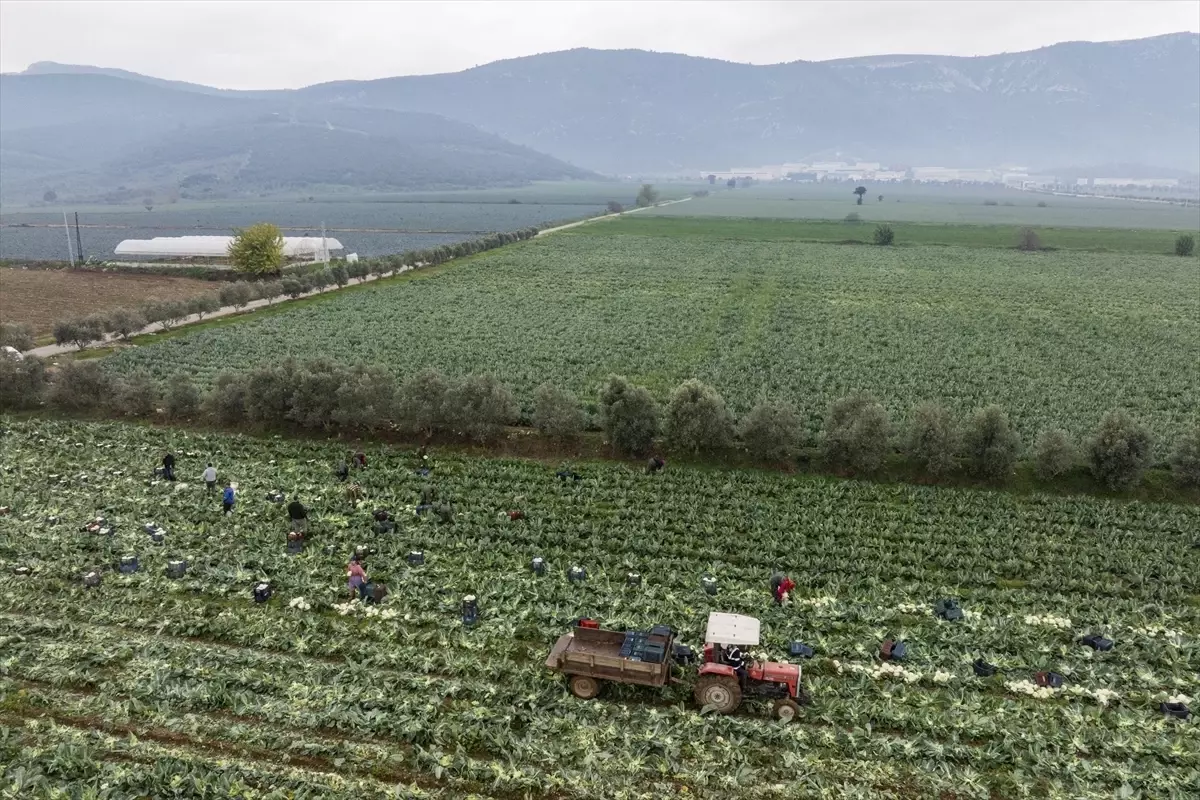 İzmir Kış Sebzeleri Hasadında Rekor Verim Bekleniyor!