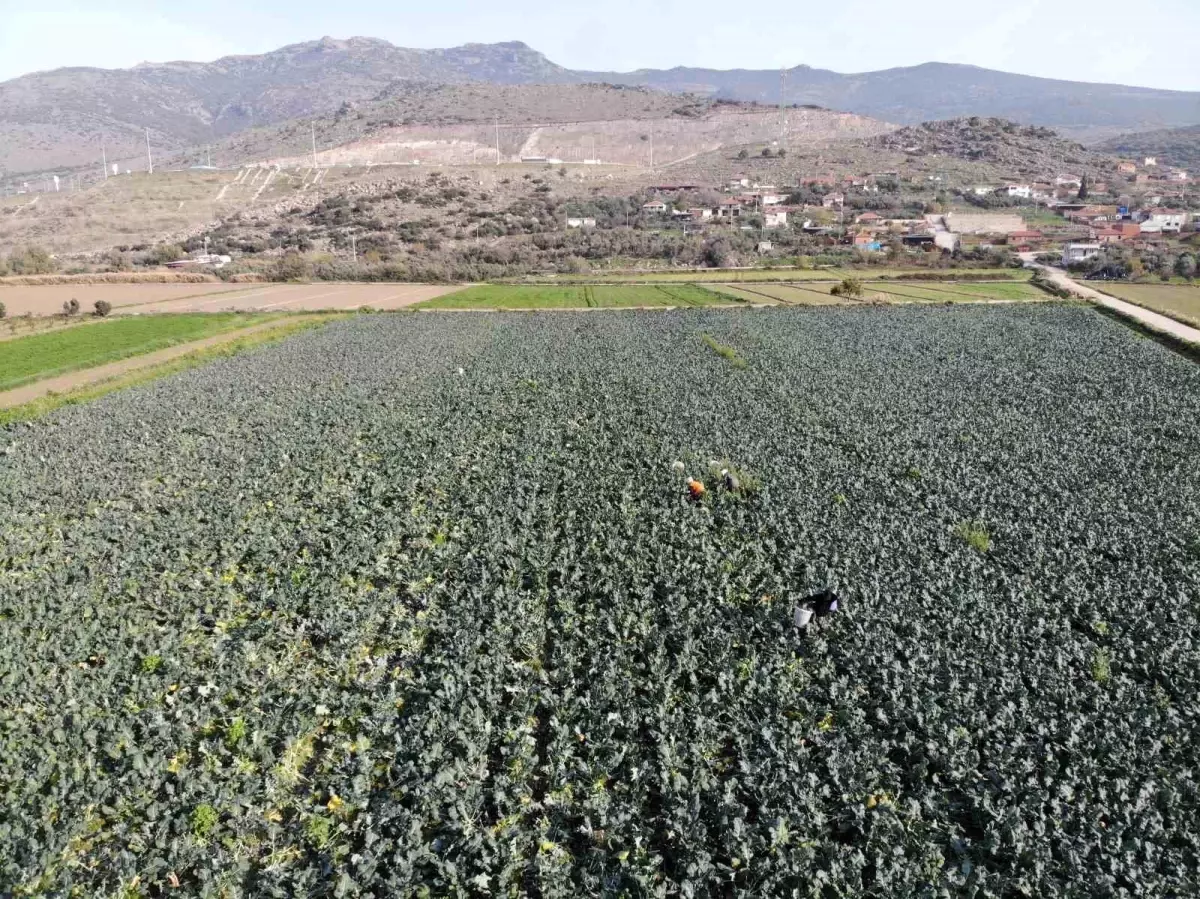 Brokoli Hasadı Başladı: Menemen’de ‘Yeşil Altın’!