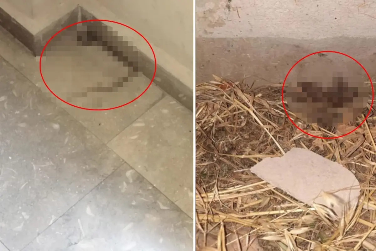 İzmir Kız Yurdu’nda Hijyen Krizi Patlak Verdi!