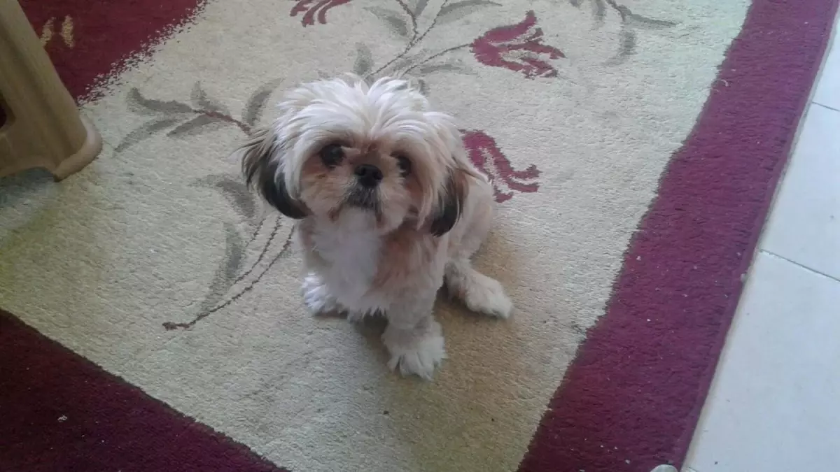 Fıstık, Mesude’nin Hayat Arkadaşı Oldu!