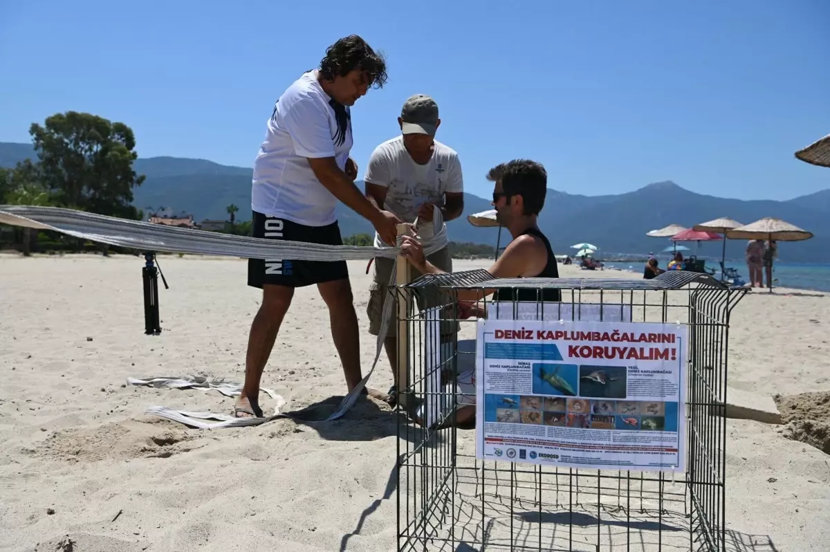 Caretta Caretta Yavruları Denize Kavuştu!