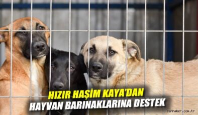 Sokak Hayvanları İçin Destek ve Farkındalık Çağrısı!