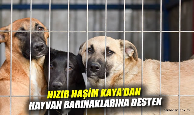 Sokak Hayvanları İçin Destek ve Farkındalık Çağrısı!