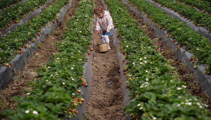 Emiralem Çileği: Yağışlarla Artan Verim Umudu