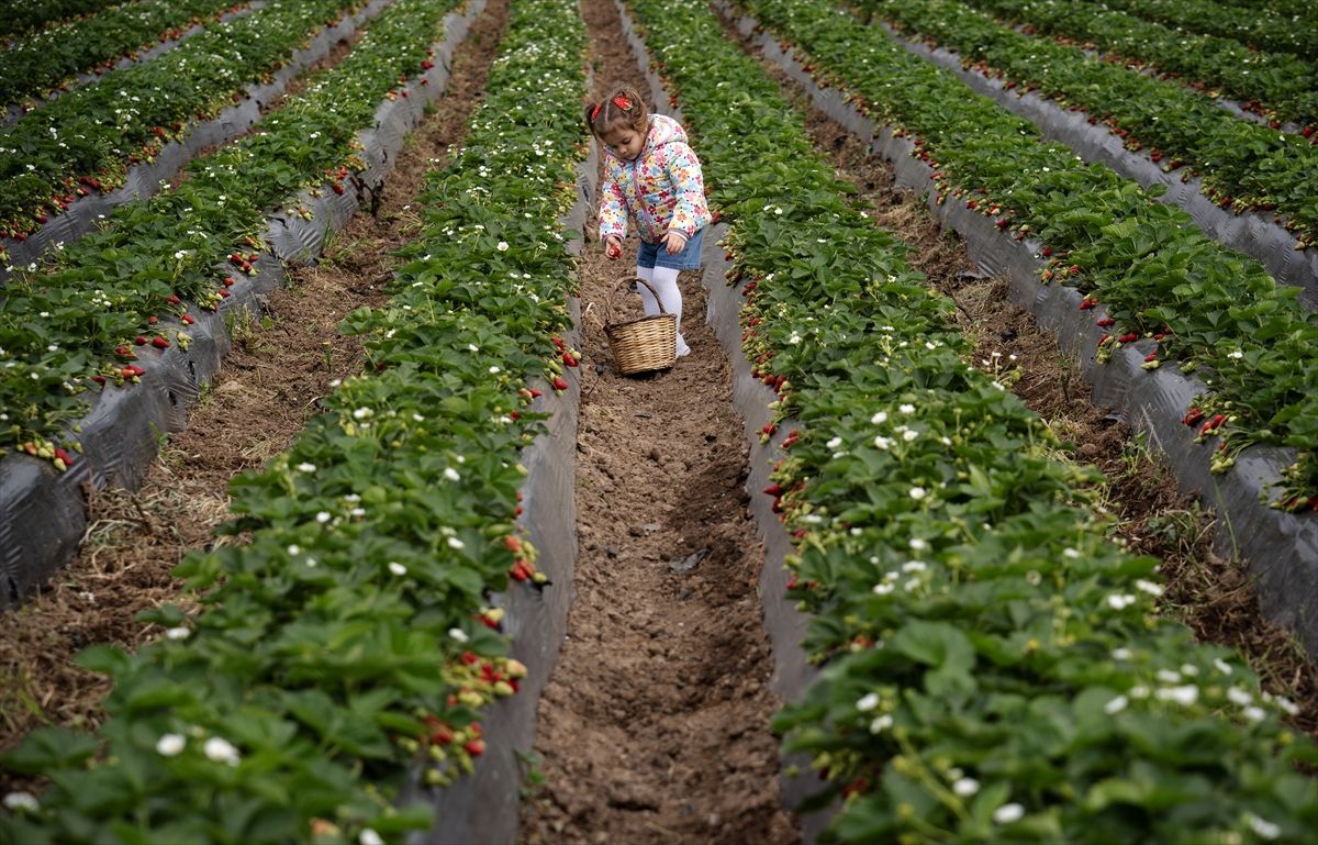 Emiralem Çileği: Yağışlarla Artan Verim Umudu