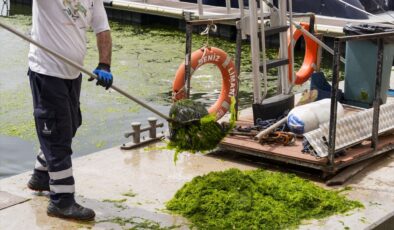 İzmir’de Deniz Marulu Alarmı: Yosunlar Kıyıda!