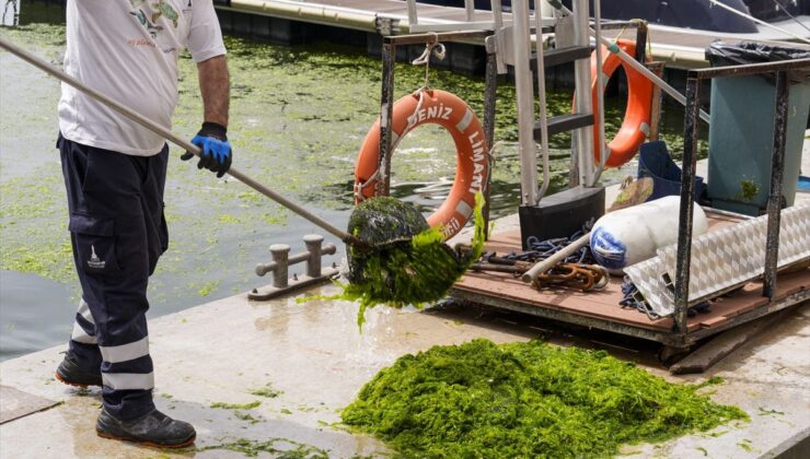 İzmir’de Deniz Marulu Alarmı: Yosunlar Kıyıda!