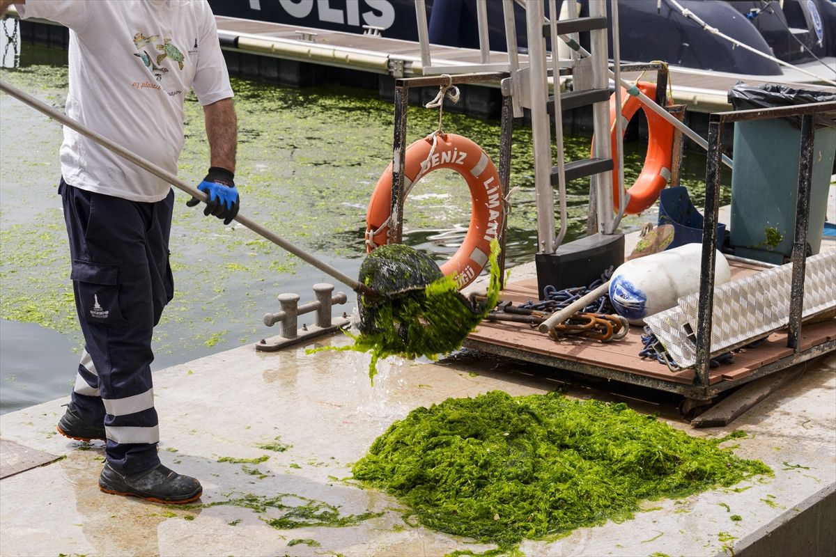 İzmir’de Deniz Marulu Alarmı: Yosunlar Kıyıda!