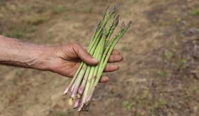 Kuşkonmazda İzmir’in Yükselişi: Hedef 200 Bin Metrekare