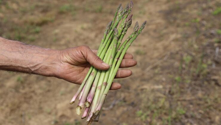 Kuşkonmazda İzmir’in Yükselişi: Hedef 200 Bin Metrekare