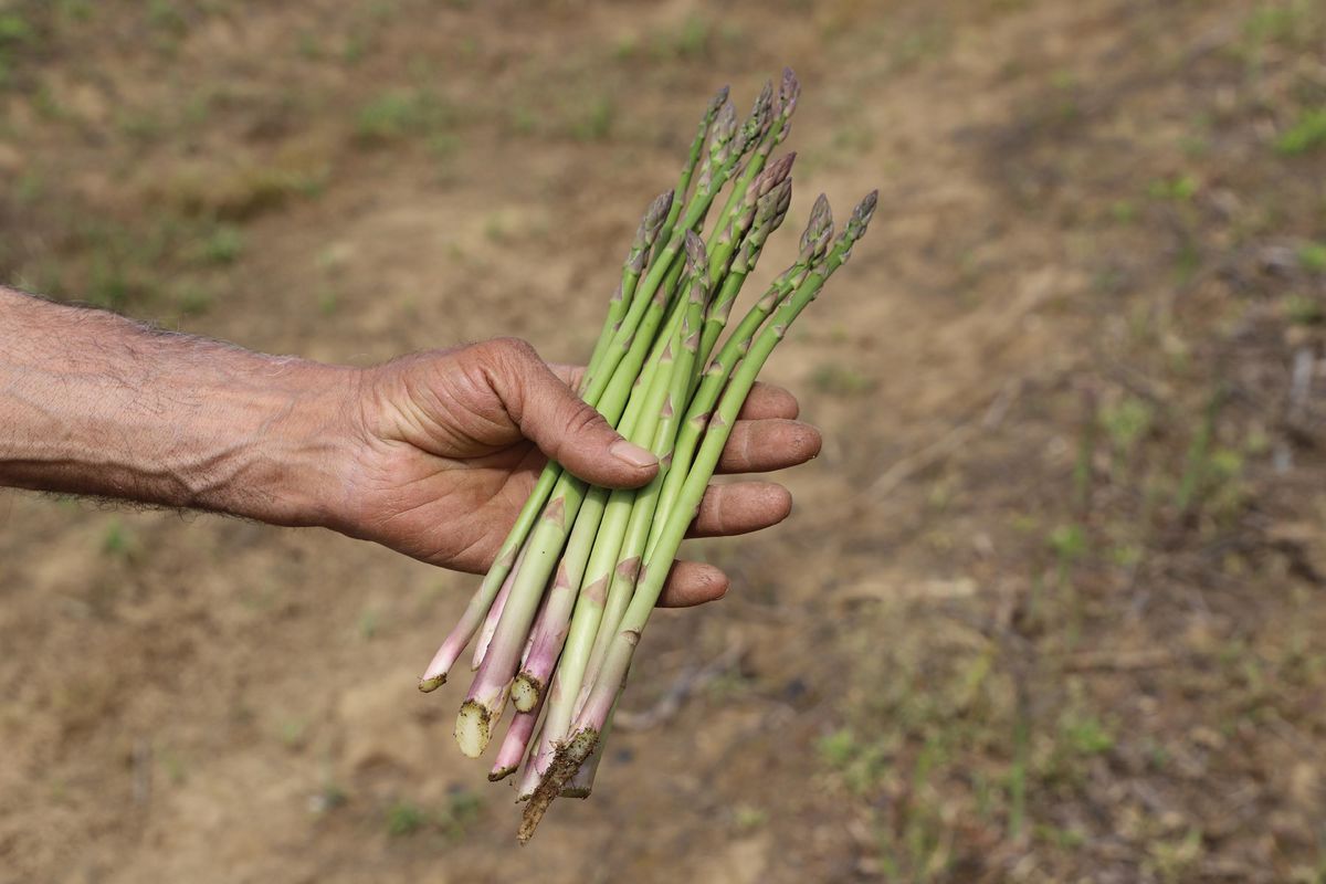 Kuşkonmazda İzmir’in Yükselişi: Hedef 200 Bin Metrekare